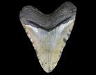 Huge, Megalodon Tooth - North Carolina #66100-1